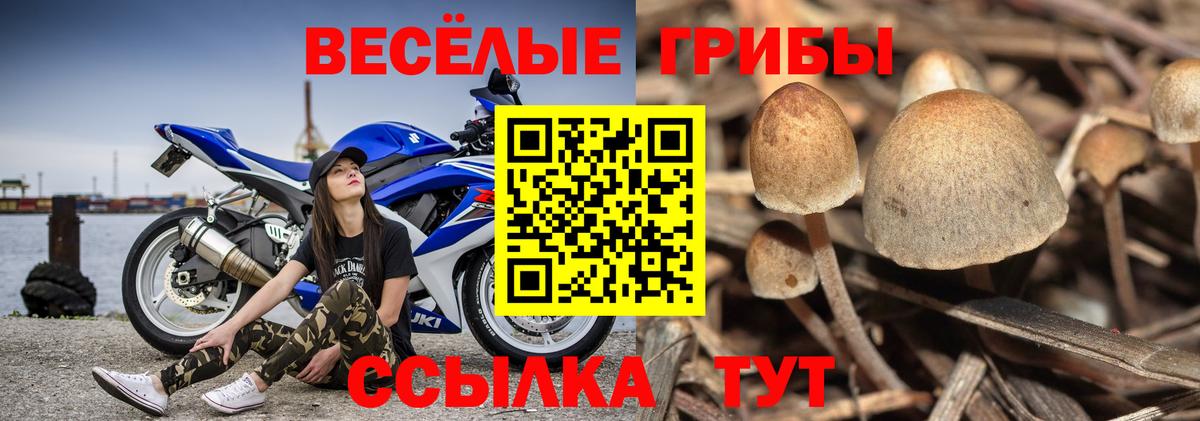 Псилоцибиновые грибы мицелий Богородск